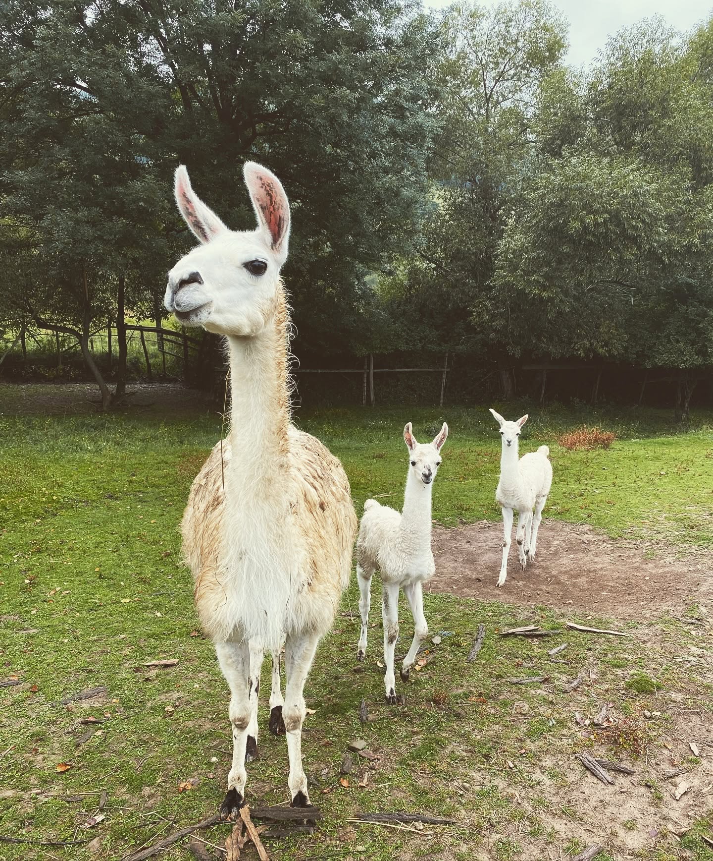 Ranč u Ňuňa – jazdenie, zvieratá a zážitkové výlety