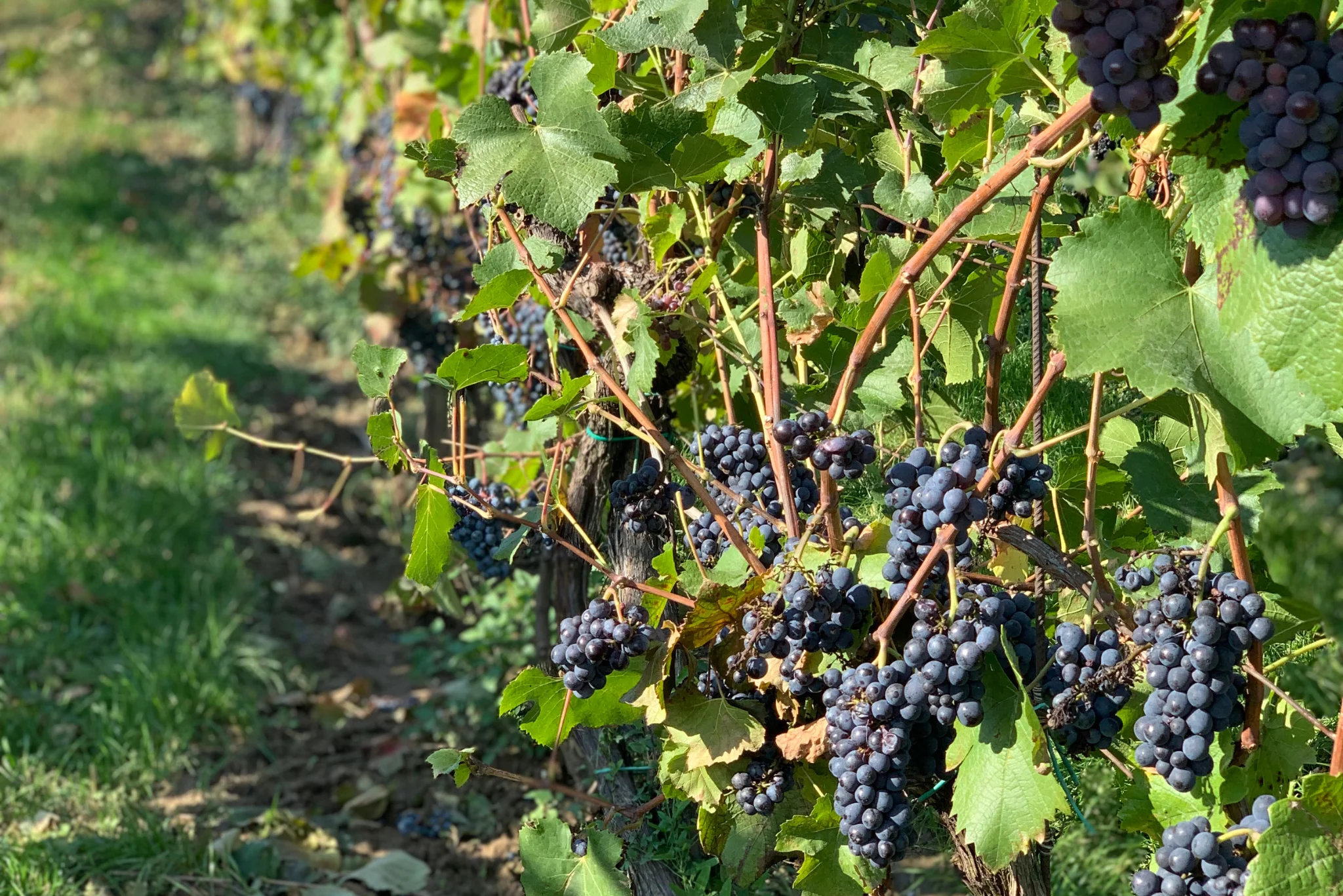 Riadené degustácie vín Pivnica Radošina